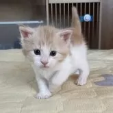 メインクーン【埼玉県・女の子・2026年2月12日・キャメオタビー&ホワイト】の写真2