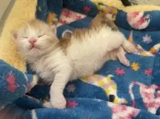 メインクーン【埼玉県・女の子・2026年2月12日・キャメオタビー&ホワイト】の写真7