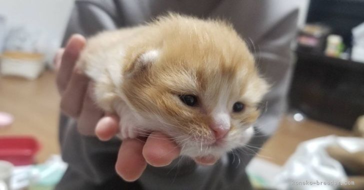 加藤　寧子(かとう　ねね)ブリーダー(愛知県・マンチカンなど・JCC登録)の紹介写真2