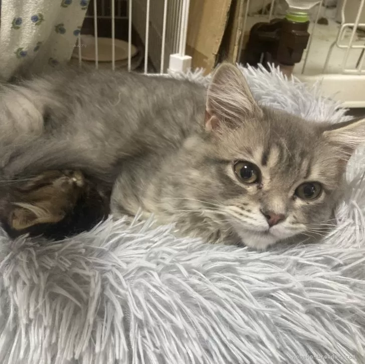 ID：2310-01688の子猫