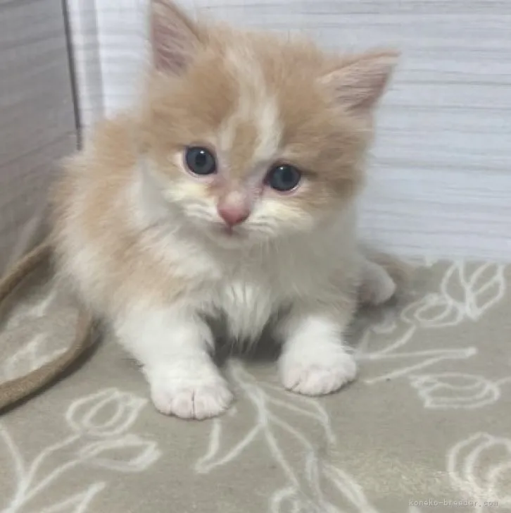 ID：2306-00902の子猫