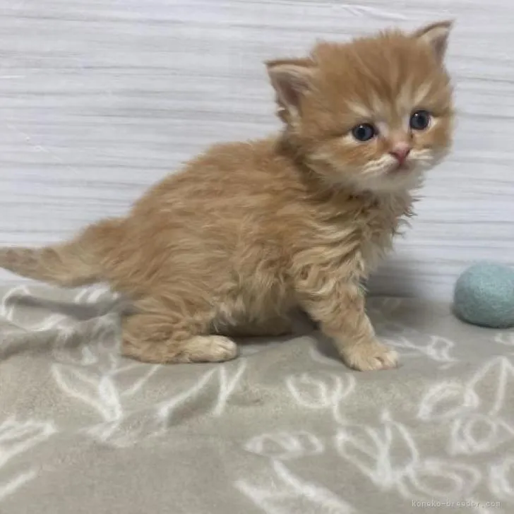 ID:2301-00764の子猫