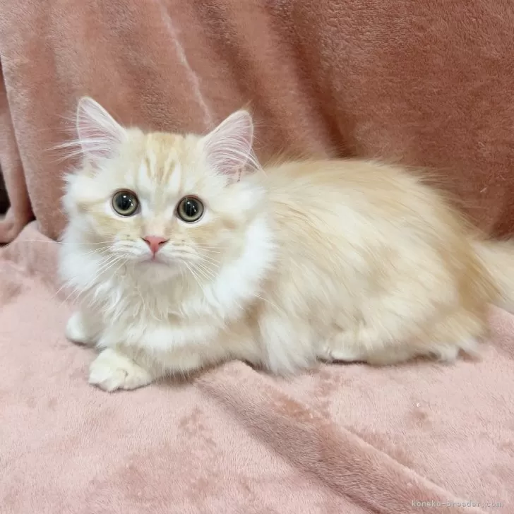 ID：2411-01248の子猫