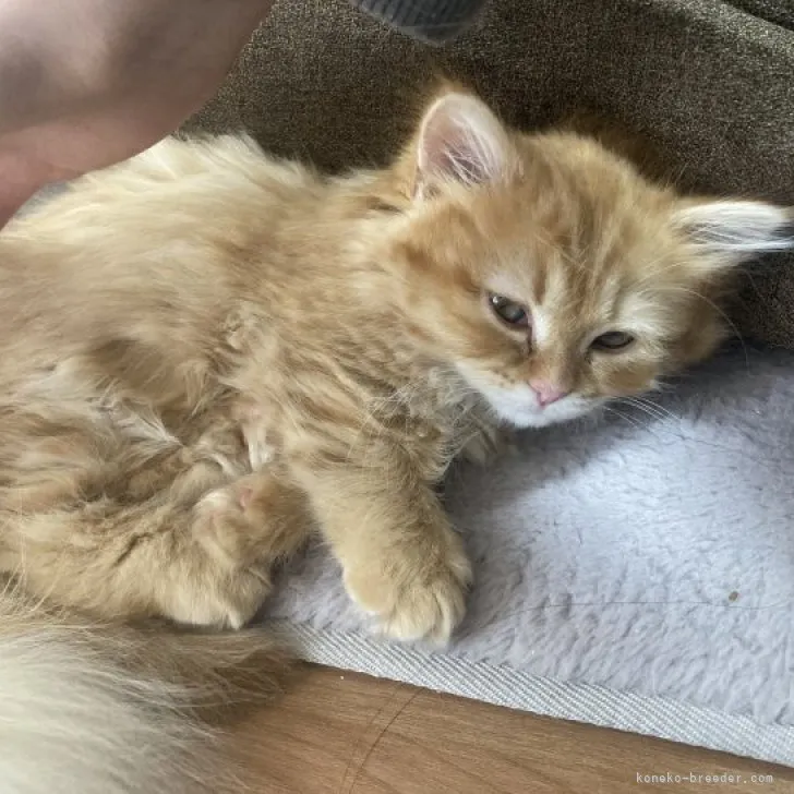 ID:2301-00766の子猫