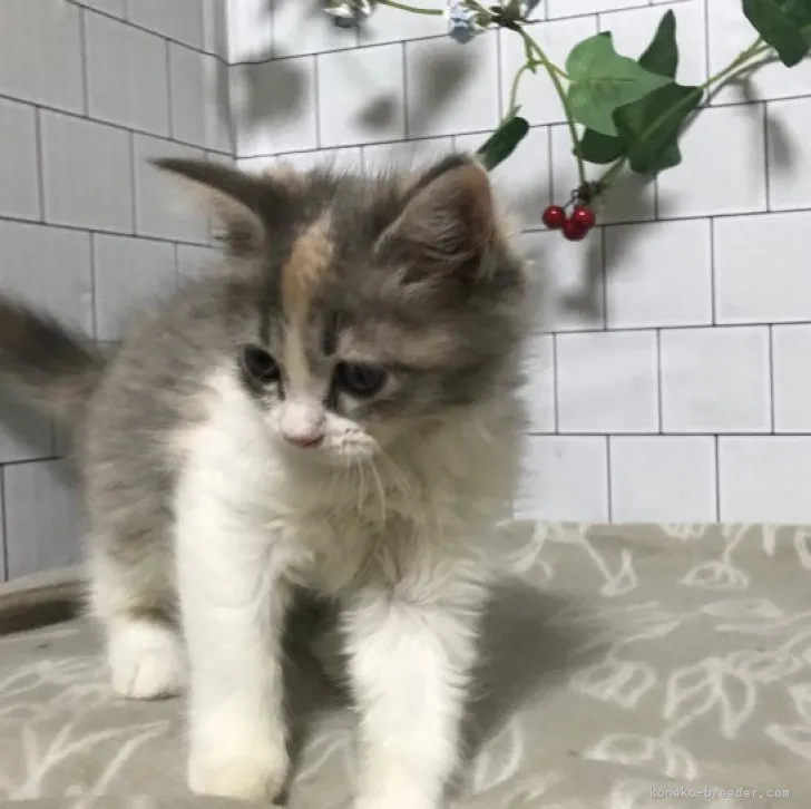 ID：2310-01687の子猫