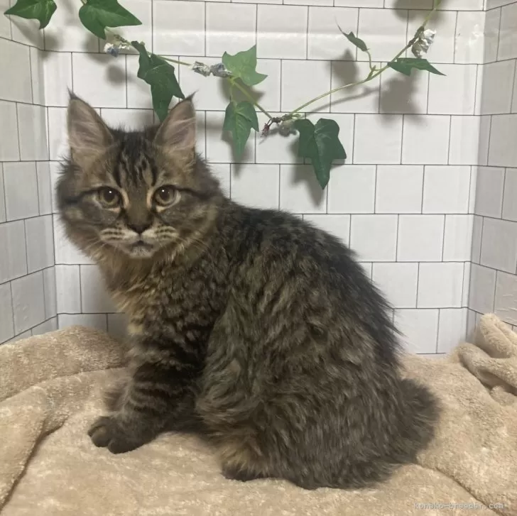 ID：2401-00232の子猫