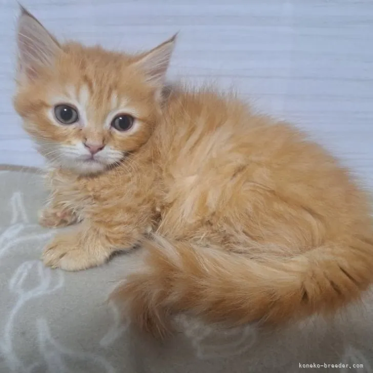 ID：2306-00901の子猫