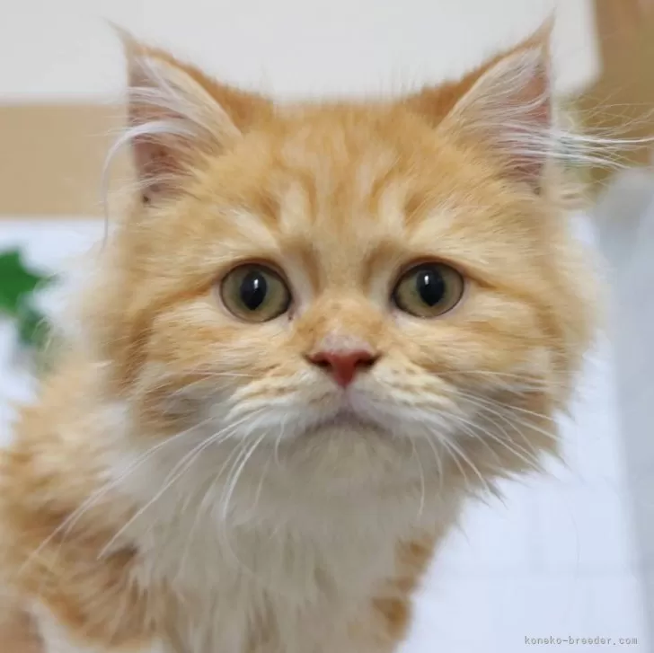 クニカズ 様のお迎えした子猫