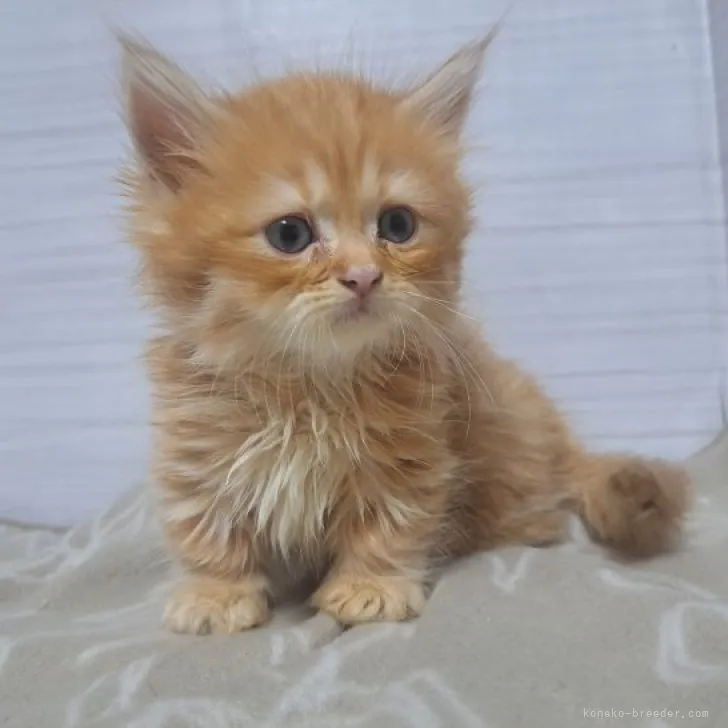 ID:2306-03680の子猫