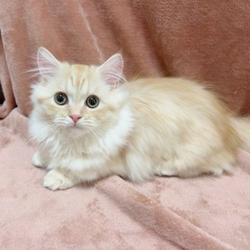 マンチカン(短足)【愛知県・男の子・2024年7月10日・クリームタビー（ロング）】の写真「高級ロングヘアー✨️おっとり短足男の子です💙」