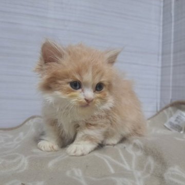 マンチカン(短足)【愛知県・女の子・2023年6月4日・クリームタビーアンドホワイト（ロングヘアー）】の写真「おっとり大人しい、人間大好きちゃん✨️」