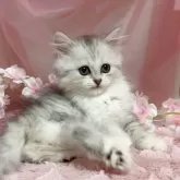 ミヌエット(長足)