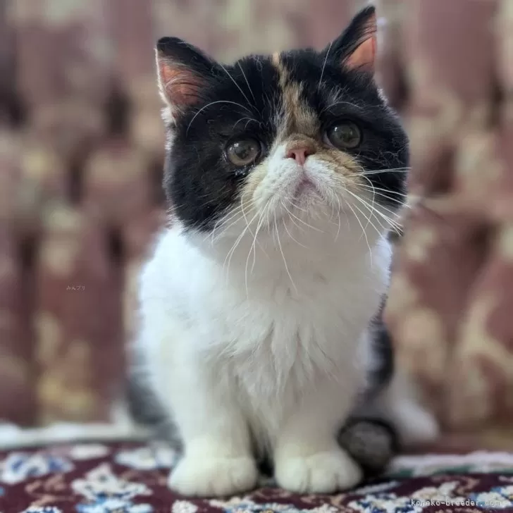 ID:2406-01323の子猫