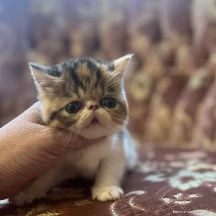ID:2405-01561の子猫