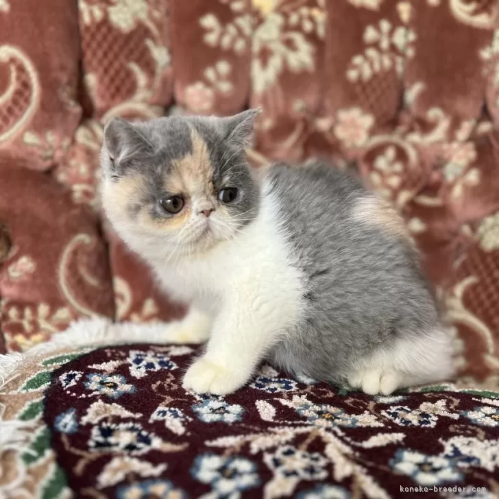 ID：2411-00915の子猫