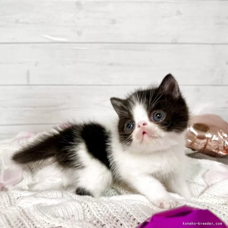 ID：2505-01400の子猫