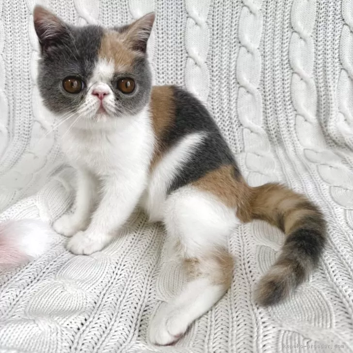 ID：2505-01401の子猫