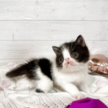 エキゾチックショートヘア【京都府・男の子・2025年3月19日・ブラック&ホワイト（ショート）】の写真「グリグリお目目♡」