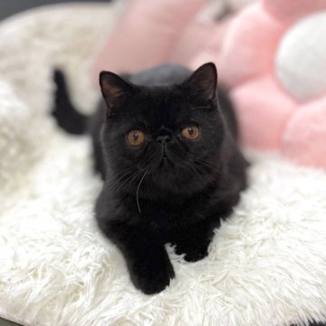 エキゾチックショートヘア【京都府・男の子・2025年4月15日・ブラック（ショートヘア）】の写真「ペタンコお顔が可愛い♡性格も良し♡」