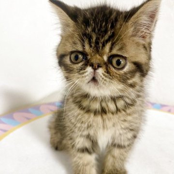 エキゾチックショートヘア【京都府・男の子・2025年4月3日・ブラウンタビー（ショート）】の写真「クリクリお目目」