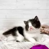 エキゾチックショートヘア【京都府・男の子・2025年3月19日・ブラック&ホワイト】の写真1