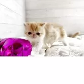 エキゾチックショートヘア
