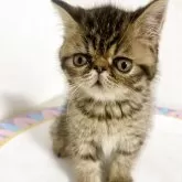 エキゾチックショートヘア