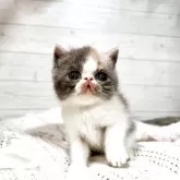 エキゾチックショートヘア