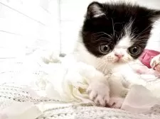 エキゾチックショートヘア【京都府・男の子・2025年3月19日・ブラック&ホワイト】の写真2