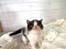 エキゾチックショートヘア【京都府・男の子・2025年3月19日・ブラック&ホワイト】の写真3