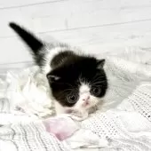 エキゾチックショートヘア【京都府・男の子・2025年3月19日・ブラック&ホワイト】の写真4