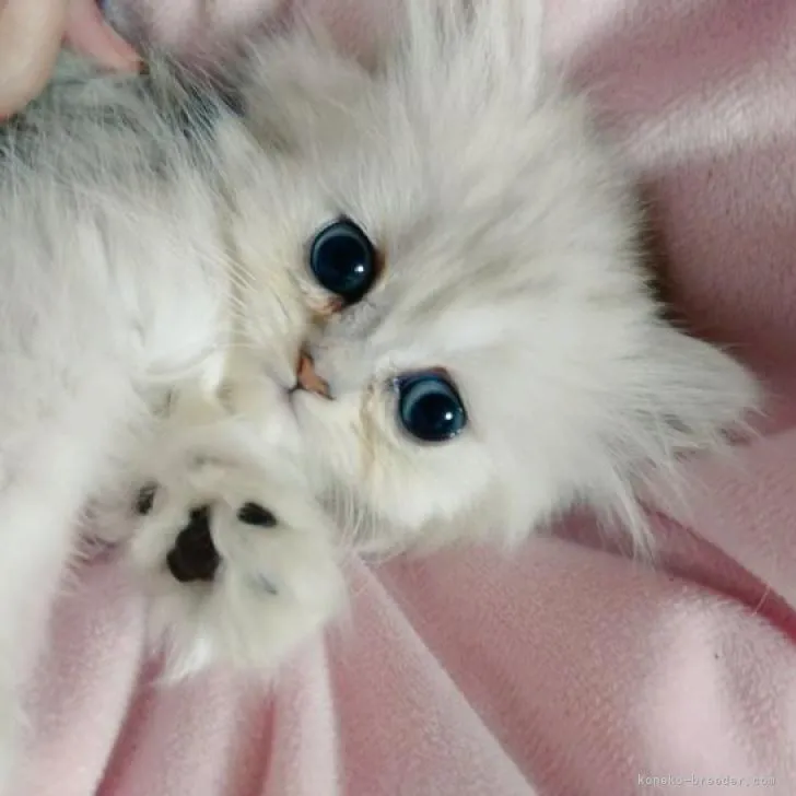 ID:2301-00665の子猫