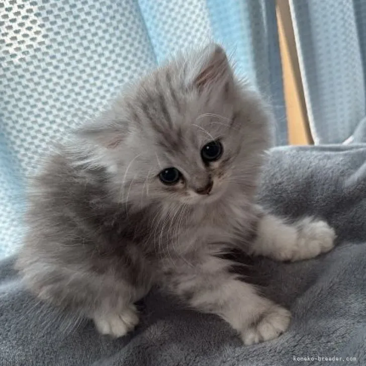 ID:2304-00997の子猫