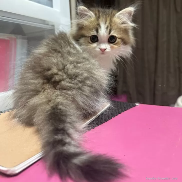 ID：2412-01451の子猫