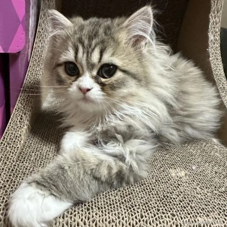 ID：2301-00779の子猫