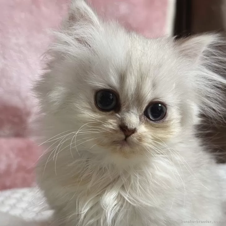 ID：2405-03323の子猫