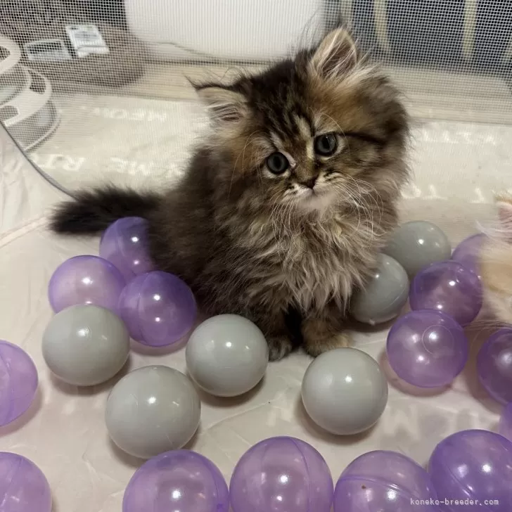 ID：2410-01717の子猫