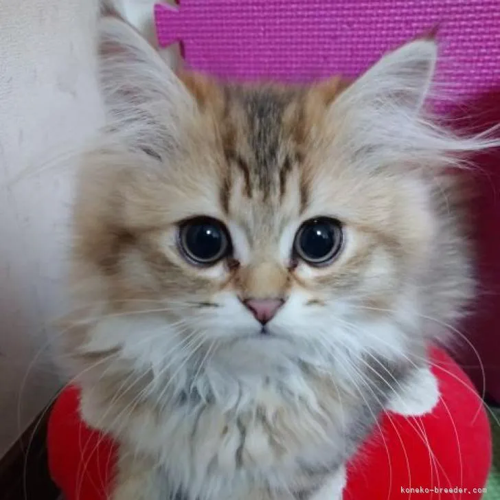ID:2211-01135の子猫
