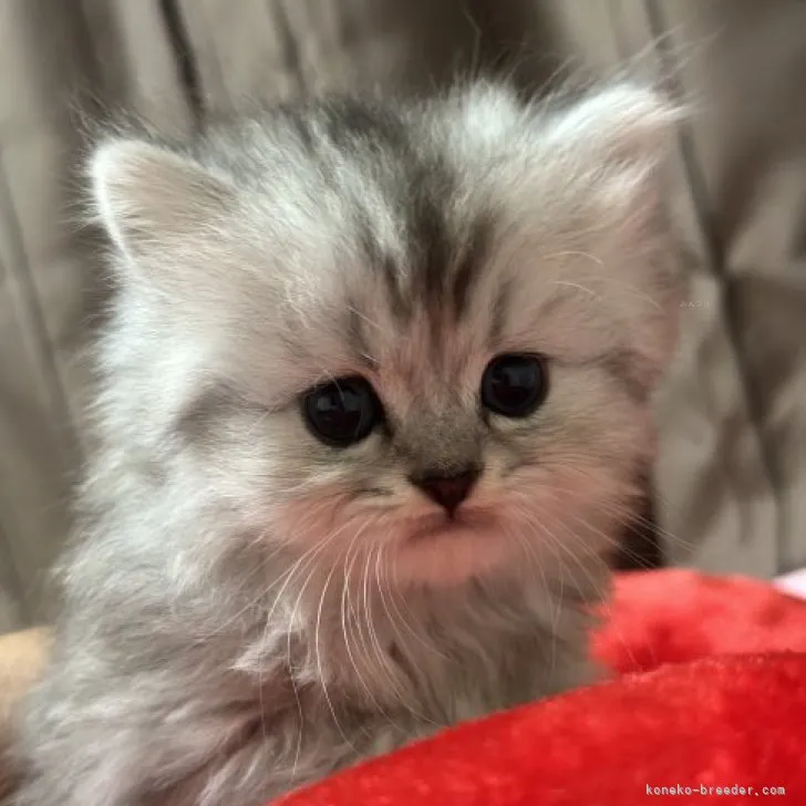 ID：2309-02358の子猫