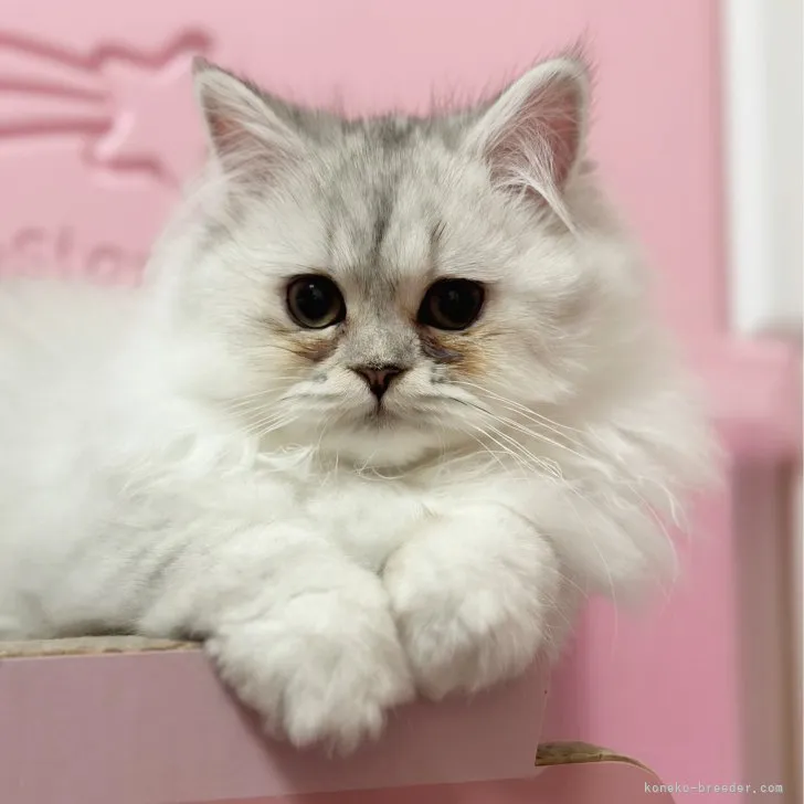 ID:2307-01912の子猫