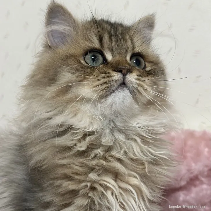 ID：2307-01779の子猫