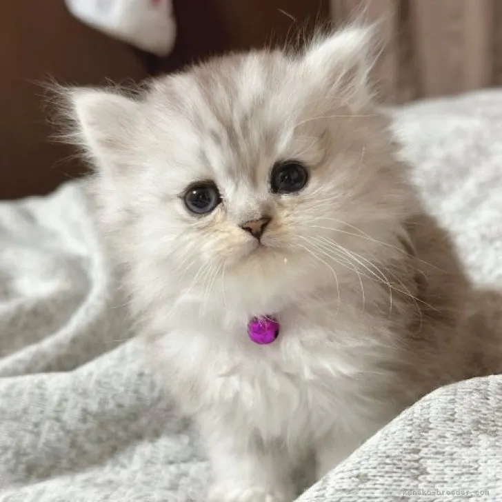 ID：2304-00990の子猫