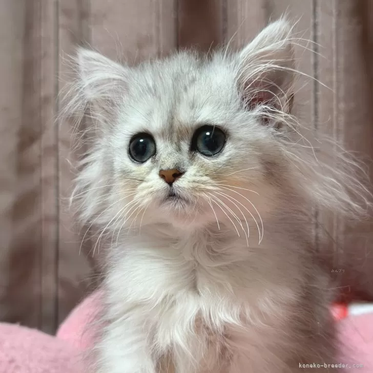 ID:2407-01878の子猫