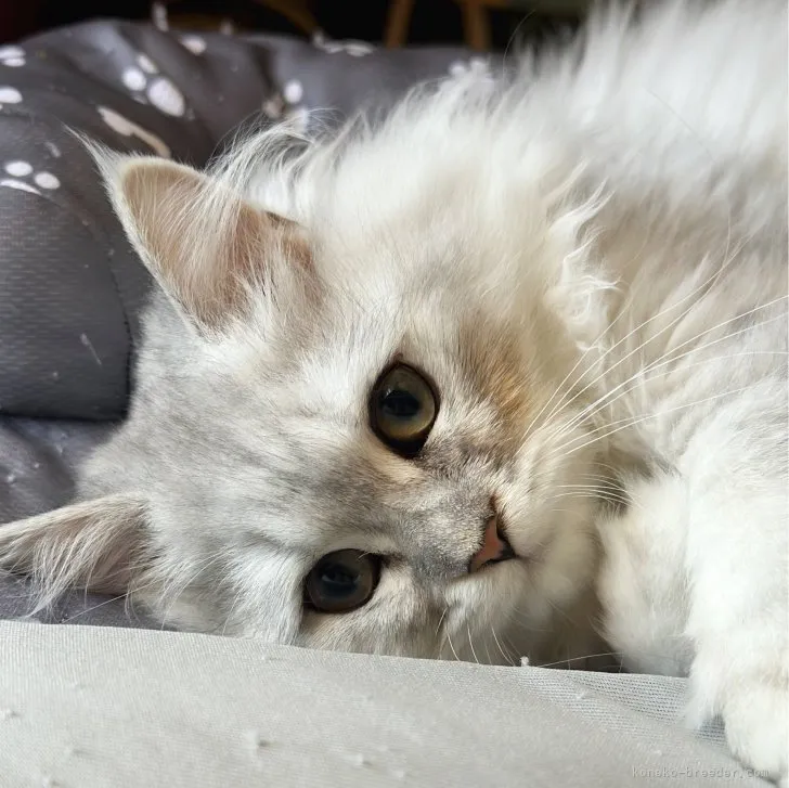 ID:2307-02903の子猫