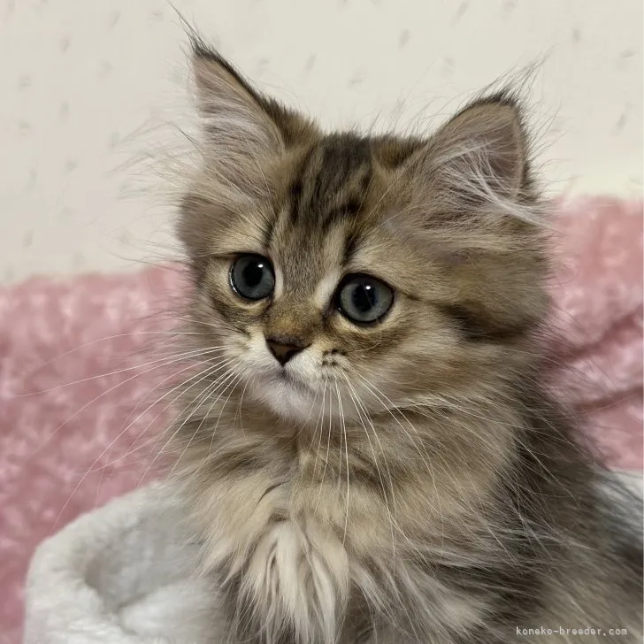 ID：2307-02900の子猫
