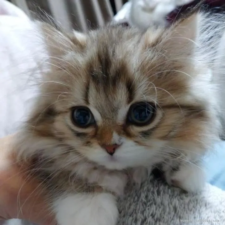 ID：2301-00120の子猫