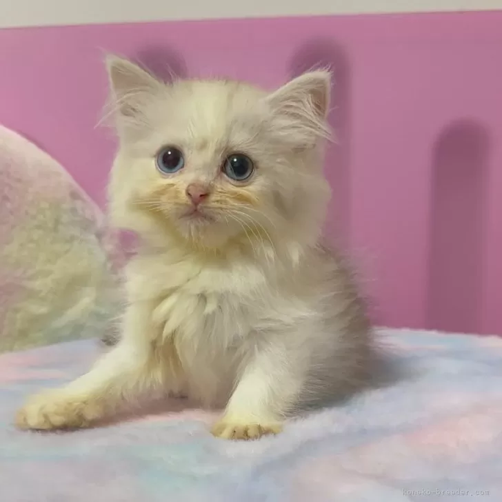 ID：2410-01099の子猫