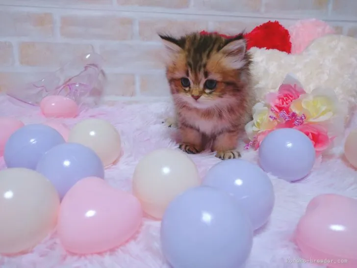 ID：2205-03419の子猫