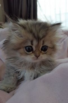 ペルシャ(チンチラ)【千葉県・女の子・2021年7月20日・チンチラゴールデン】の写真「目の大きいフワフワの可愛い女の子♡」