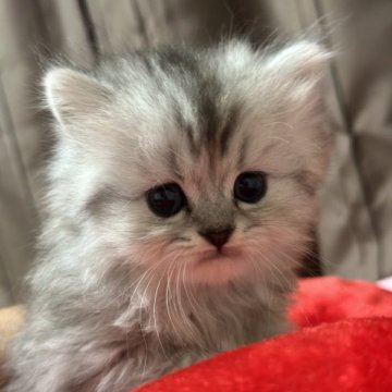 ペルシャ(チンチラ)【千葉県・男の子・2023年8月14日・チンチラシルバー】の写真「まん丸クリクリな目が可愛い男の子♡」